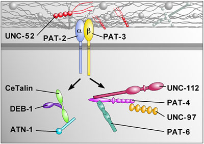 Two different linkage pathways between integrin and actin filaments Figure5