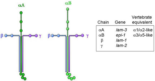 Structures of the two predicted C. elegans laminin molecules Figure 5
