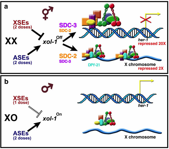 Genetic control of sex determination and dosage compensation in C.
                        elegans  Figure 3