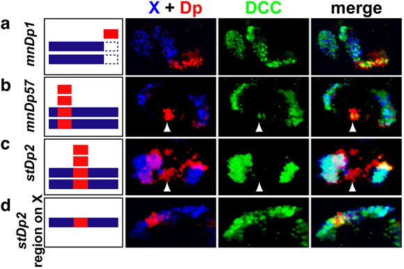 Multiple X regions recruit the dosage compensation complex and nucleate
                    spreading Figure 4