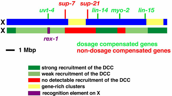Map of X regions that recruit the dosage compensation complex when detached
                    from the native X Figure 6