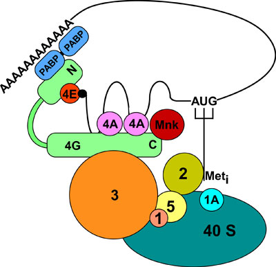 WormBook Mechanism and Regulation of Translation in C. elegans figure 2