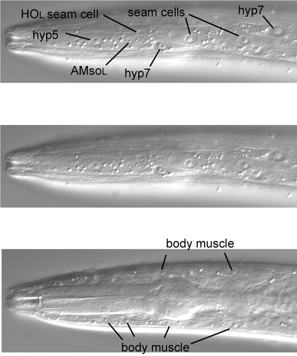 Hypodermal nuclei in the far left plane, and body muscles in the moderately left plane figure 49