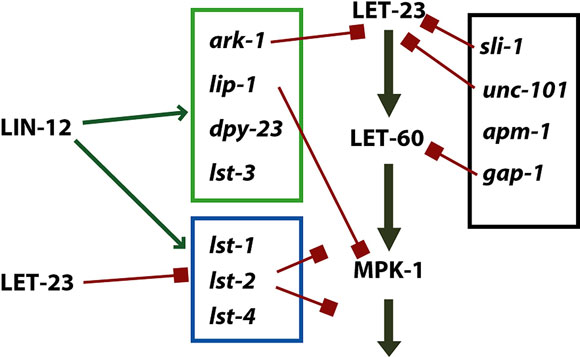 Lateral signaling targets and negative regulation of LET-23 signaling