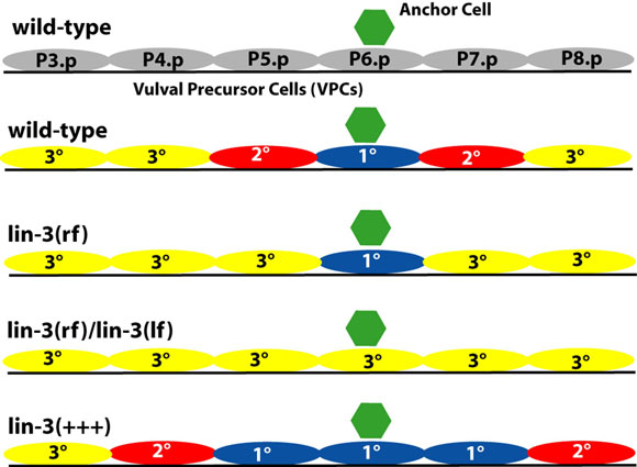 Level of LIN-3 directs pattern of VPC cell fates